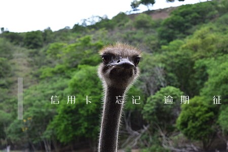 信用卡 忘记 逾期 征信 信用卡 忘记 逾期 征信